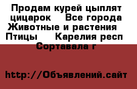 Продам курей цыплят,цицарок. - Все города Животные и растения » Птицы   . Карелия респ.,Сортавала г.